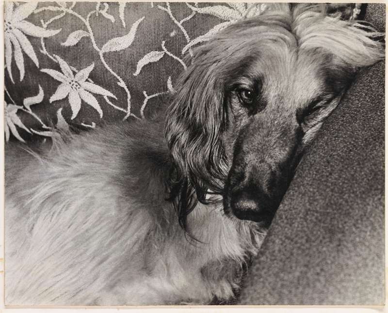 Of Stripes and Spaghetti